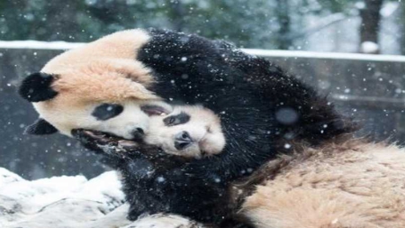 Cinq choses à savoir sur la protection du panda en Chine