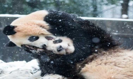 Cinq choses à savoir sur la protection du panda en Chine