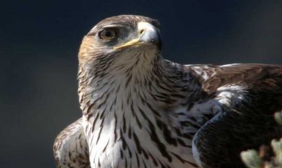 L’aigle de Bonelli, espèce au domaine vital grignoté par l’Homme