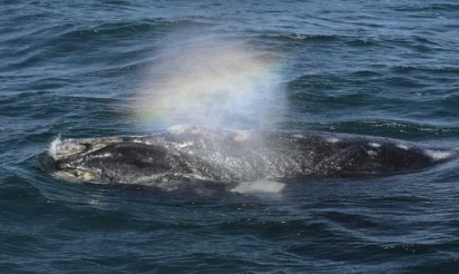 Sanctuaire marin en Antarctique: accord historique à Sydney