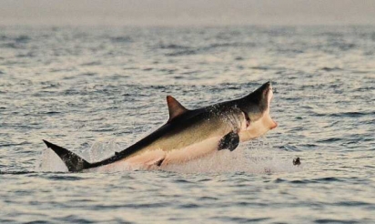 Prédateur devenu proie, le requin en danger