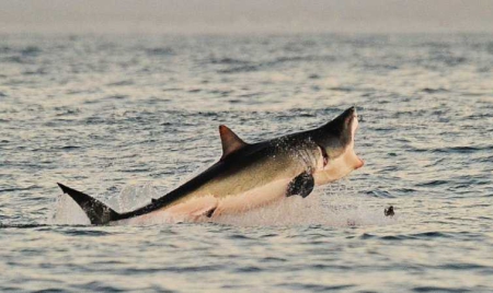 Prédateur devenu proie, le requin en danger