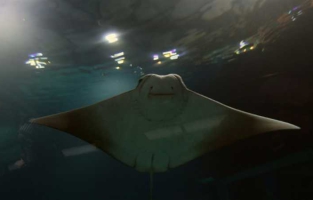 Voyage au fond de la mer : Rio se dote d'un aquarium géant 