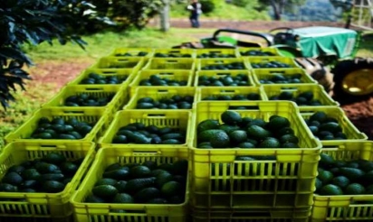 Mexique: des forêts dévastées par la fièvre verte de l’avocat
