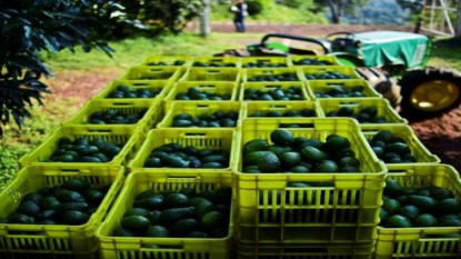 Mexique: des forêts dévastées par la fièvre verte de l’avocat