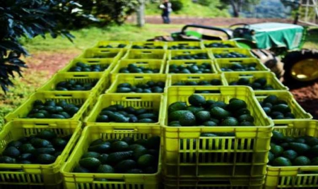 Mexique: des forêts dévastées par la fièvre verte de l’avocat