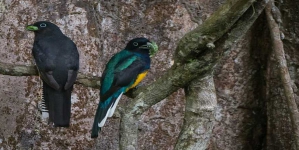 Deux cents espèces d’oiseaux à risque d’extinction non listées