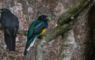 Deux cents espèces d'oiseaux à risque d'extinction non listées