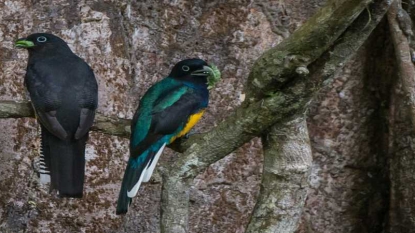 Deux cents espèces d’oiseaux à risque d’extinction non listées