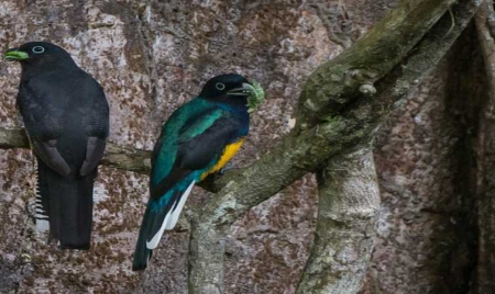 Deux cents espèces d’oiseaux à risque d’extinction non listées