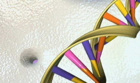 Le Royaume-Uni innove en autorisant les bébés conçus à partir de 3 ADN