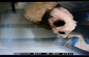 Avant Brigitte Macron, Sarkozy rend visite au bébé panda du zoo de Beauval